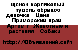 щенок карликовый пудель абрикос девочка › Цена ­ 6 000 - Приморский край, Артем г. Животные и растения » Собаки   